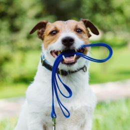 a dog with a leash in its mouth