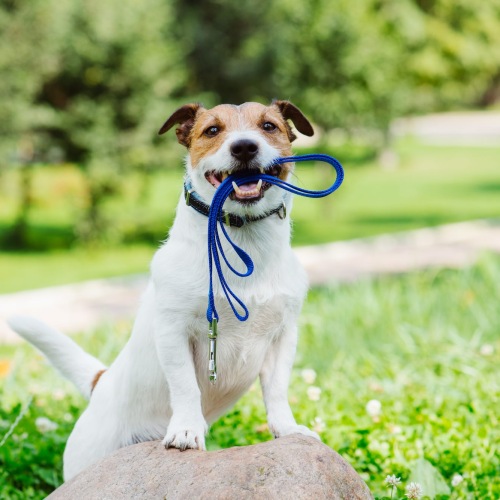 a puppy carrying a leash in its mouth