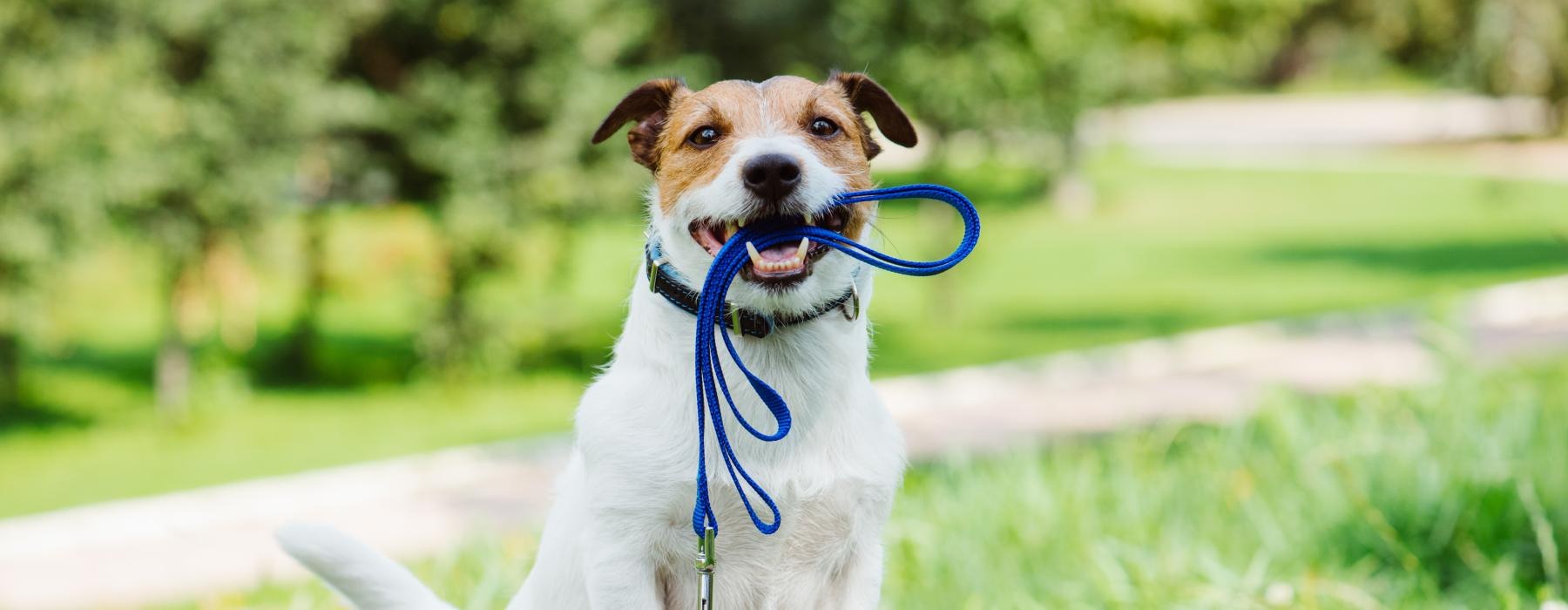 a dog with a leash in its mouth